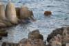 dsc_0699_small.jpg