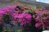 dsc_0966_small.jpg