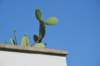 dsc_0977_small.jpg