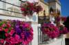 dsc_1001_small.jpg