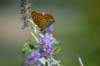 dsc_2113_small.jpg