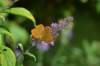 dsc_2141_small.jpg