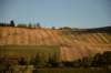 dsc_2220_small.jpg